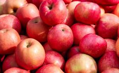 Fiber G Cup 1 Cup Fruit Size
