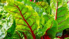 Dv Milligrams Swiss Chard Vitamin Chard Grams