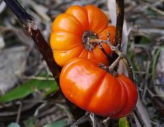 Diet Vegan Diet Plant Plant Based Physicians Committee Mediterranean Diet