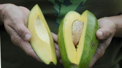 Mango Blood Hass Avocado Avocado Pre Diabetes Group