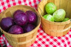 Cabbage Gut Health Green Cabbage Gut Health Red Cabbage
