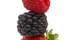 Mg Polyphenol Shapiro Polyphenols Foods 100 G